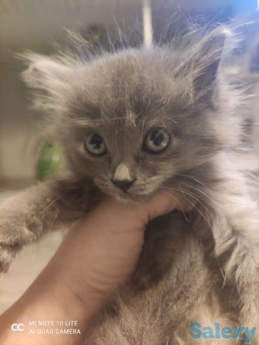 Котята, фотография 9