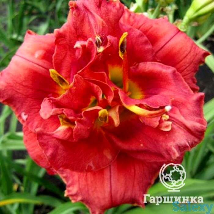 Лилейник роуз корсаж, фотография 1