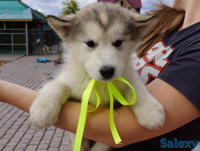 Аляскинский маламут, фотография 2