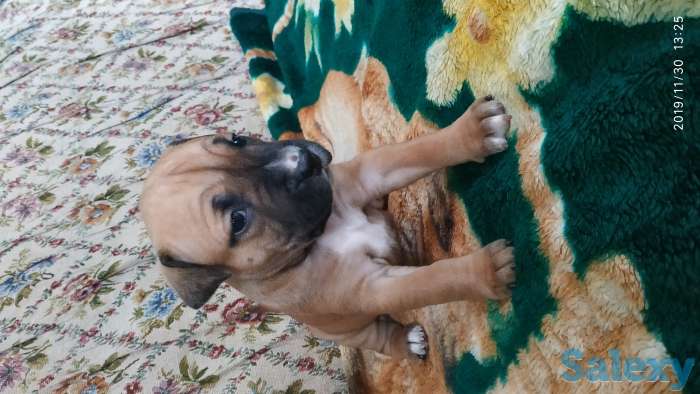 Резерв щенков, фотография 1