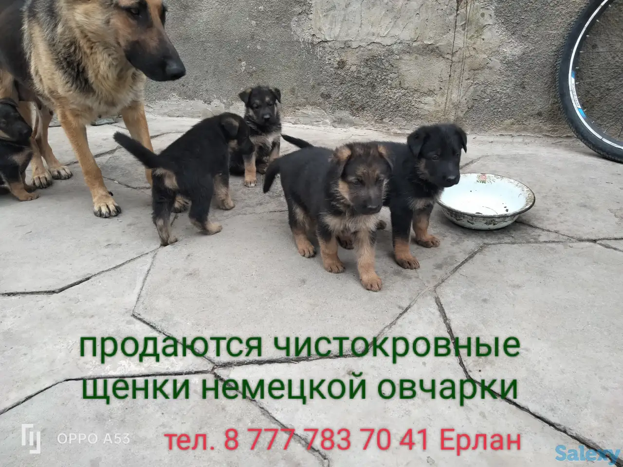 Продаются чистокровные щенки немецкой овчарки, фотография 1