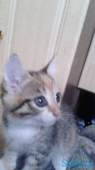 Отдам котят, фотография 4