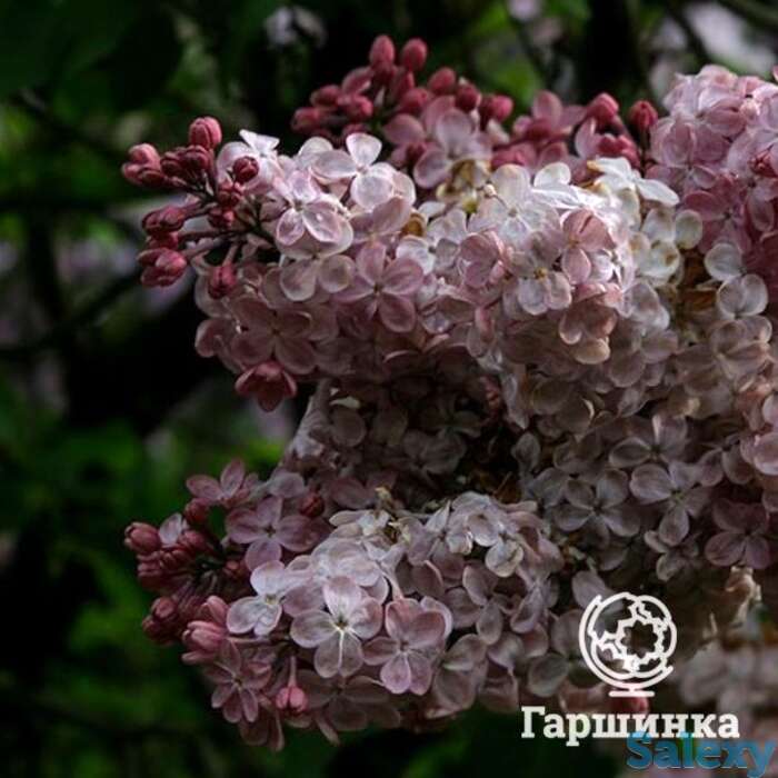 Сирень мулатка, фотография 1