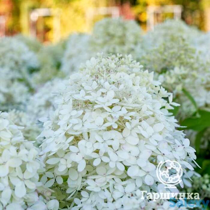 Гортензия роял фловер, фотография 1