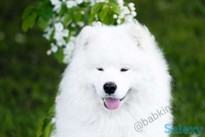 Продам щенков самоеда, фотография 2