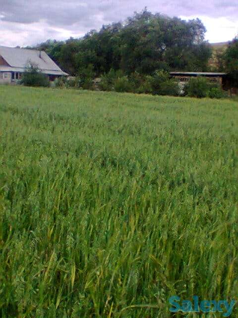 Продам Ферму, Коксай, фотография 6