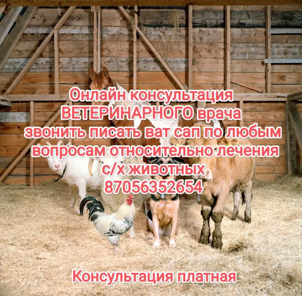 Ветеринарные услуги онлайн, фотография 1