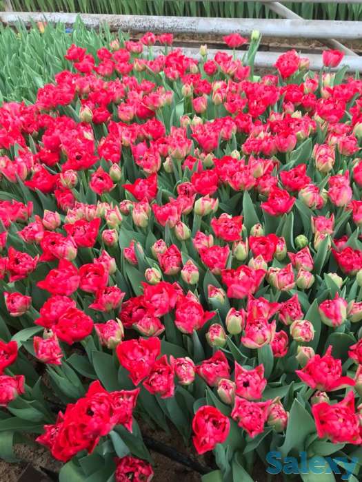 Тюльпаны оптом к 8 марта, фотография 15