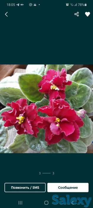 Цветущие фиалки, фотография 1