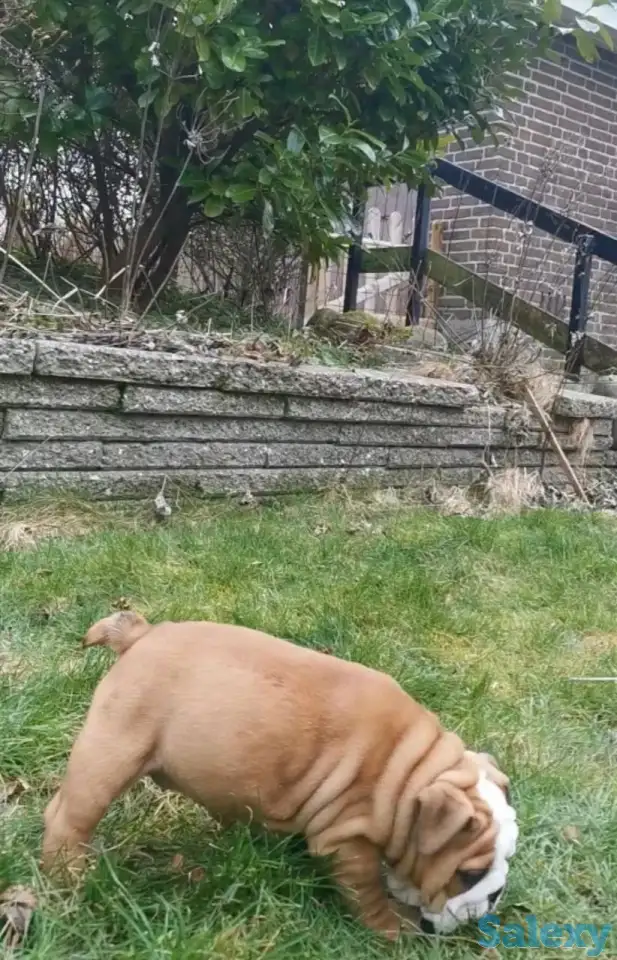 Здоровый красивый щенок английского бульдога, фотография 5