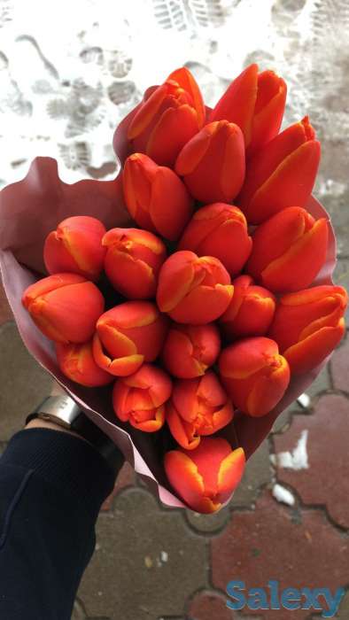 Голландские тюльпаны 10 лучших сортов,оптом и в розницу !, фотография 10