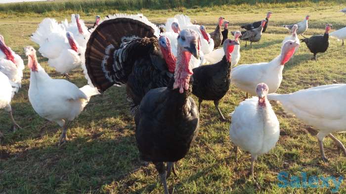 Индюки, мясо индюка, фотография 1