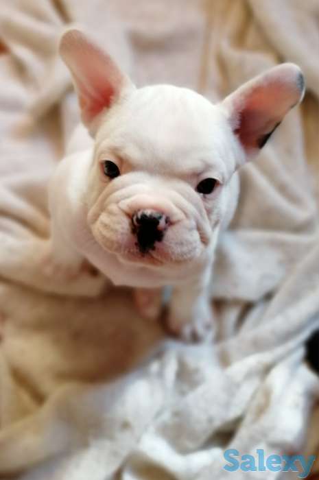 Французские бульдоги, фотография 4