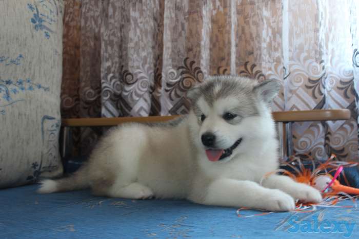 Щенки Аляскинского маламута, фотография 2