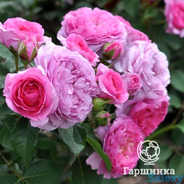 Роза рене ван ведберг, фено гено, фотография 1