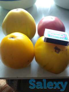 Рассада томатов, самые вкусные сорта, фотография 8