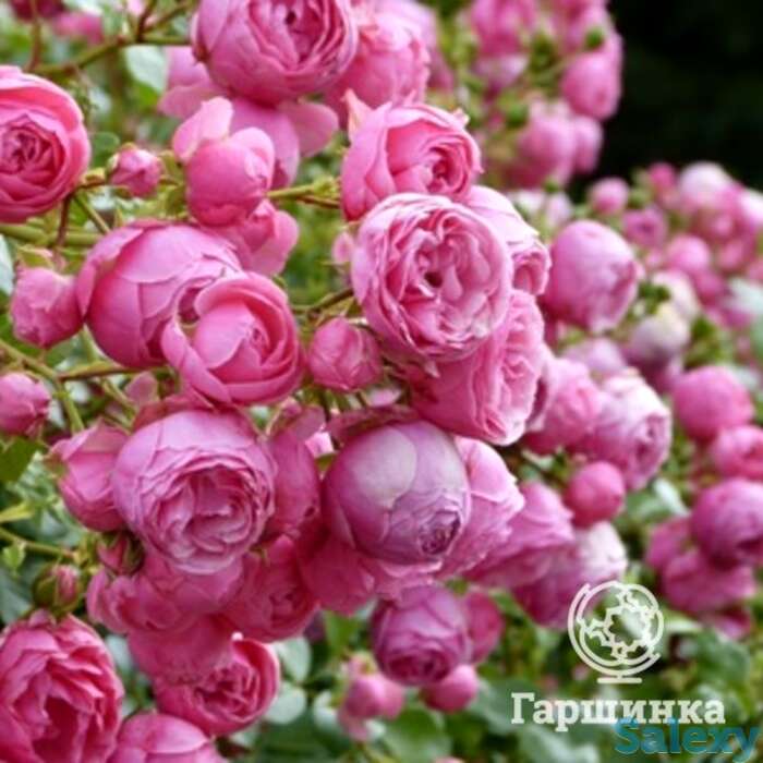 Роза помпонелла флорибунда, топалович, фотография 1