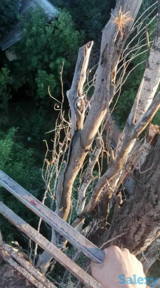 Спил деревьев по городу Алматы и Алматинской области, фотография 12