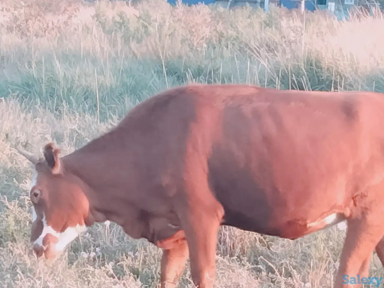 Продаю 2х годовалую тёлку., фотография 3