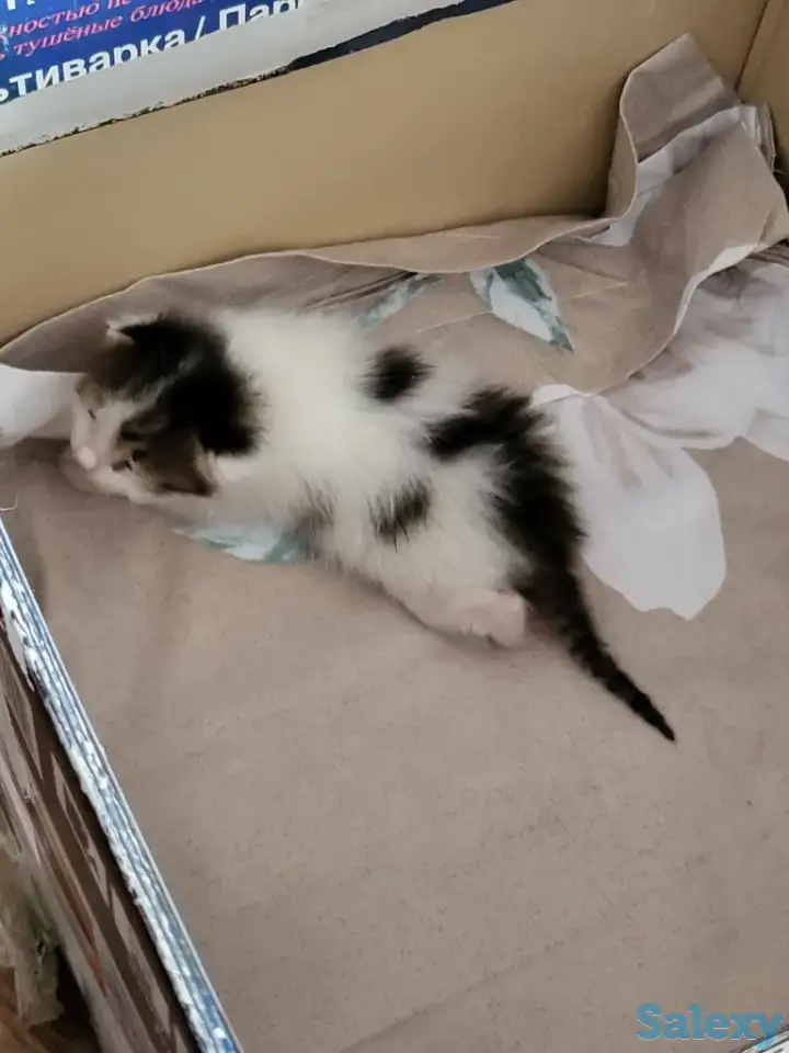 Котенок в добрые руки, фотография 2