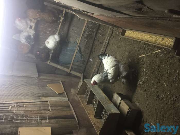 Продам или поменяю на Курей несушек, фотография 1