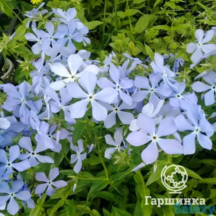 Флокс растопыренный Клаудз оф Парфюм, фотография 1