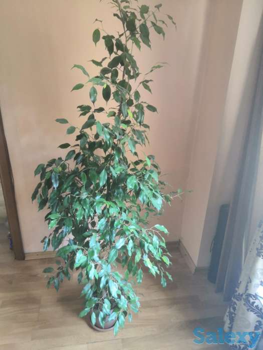 Фикус Бенджамина, фотография 3