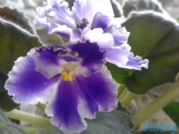 Фиолетовая и бордовая сортовая фиалочка цветущая., фотография 1