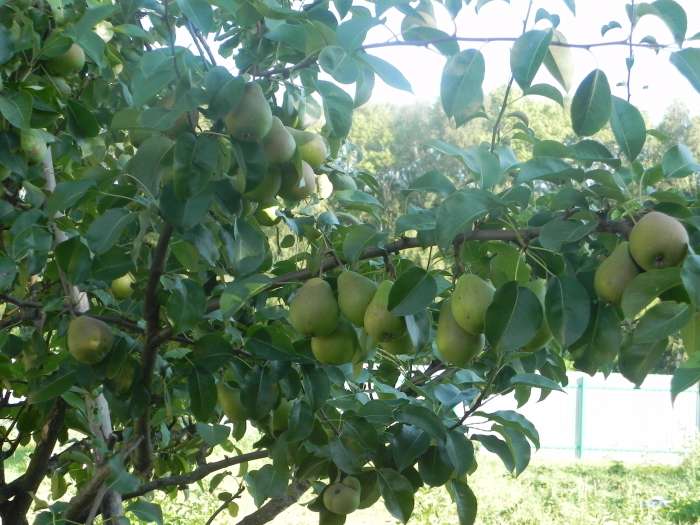 Продам дом с землей, Торжок Тверская обл. ул.Маяковского, фотография 3