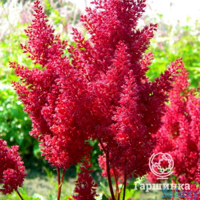 Астильба японская Монтгомери, фотография 1