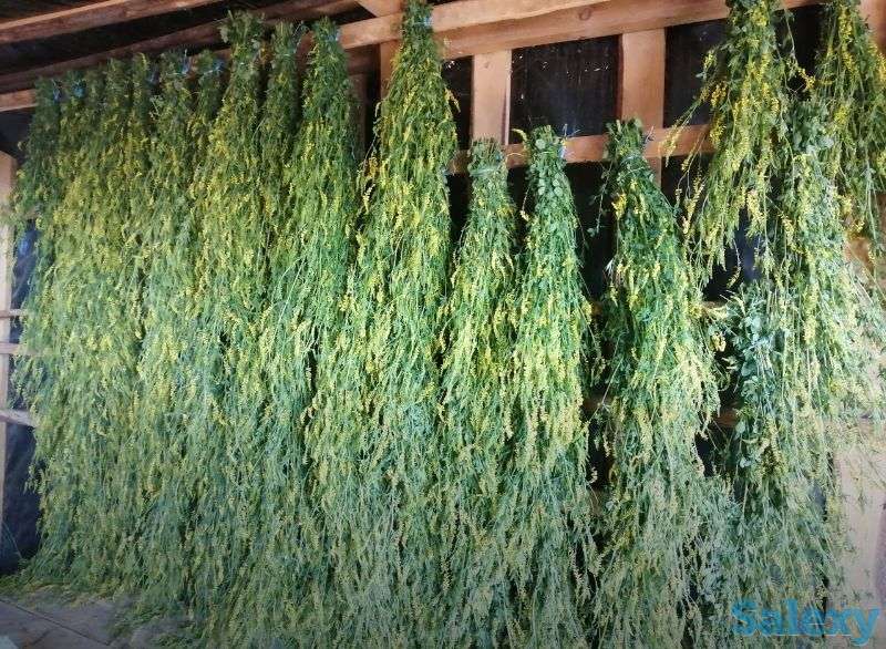 Дубовые веники, фотография 4