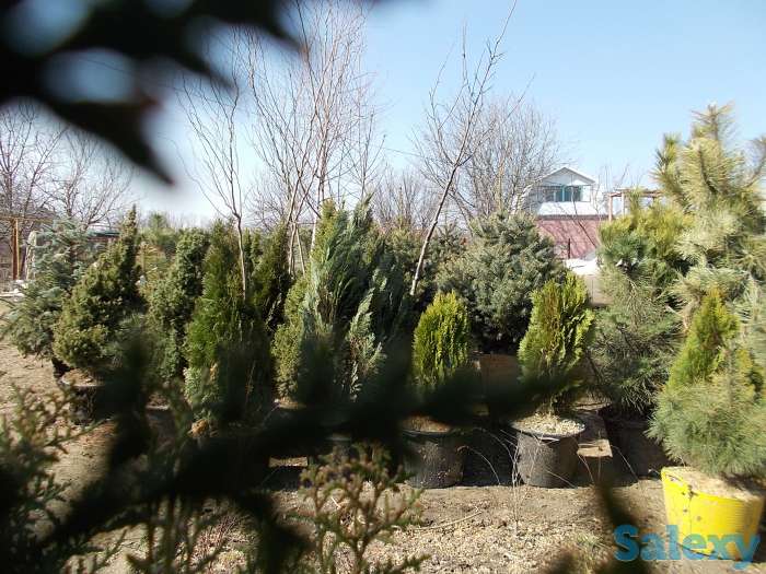 Ель Колючая Голубая, фотография 2