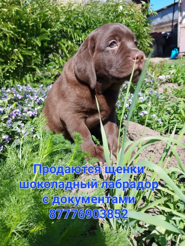 Продам щенков шеколадных лабродоров, фотография 1
