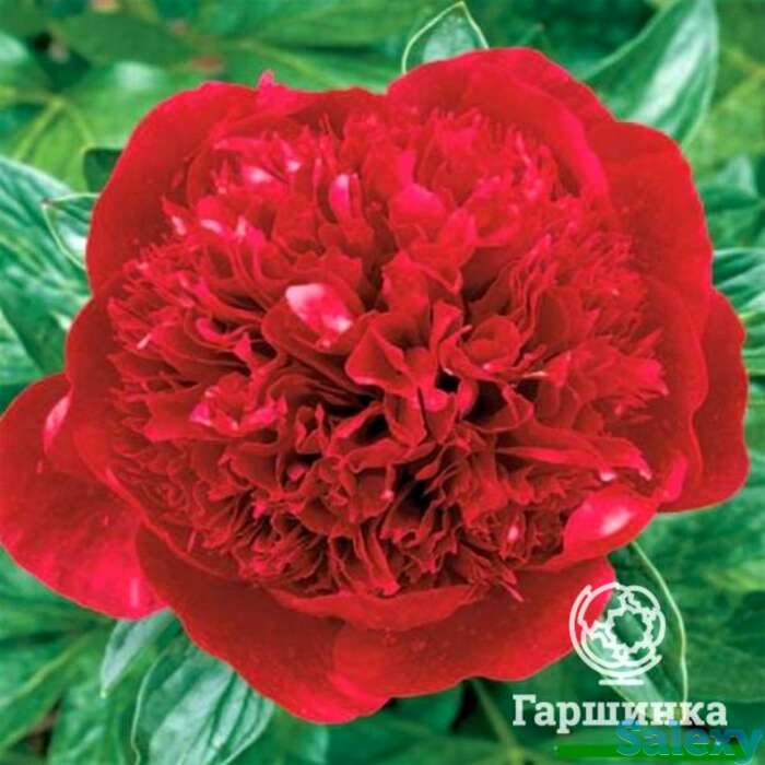 Пион рэд мэджик, фотография 1