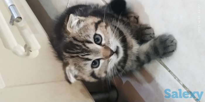 Продаются Шотландские Скоттишь Фолд, фотография 3