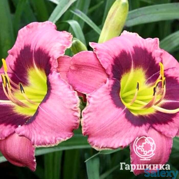 Лилейник олвэйс автенун, фотография 1