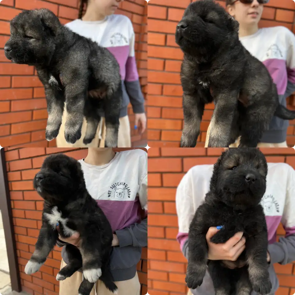 Щенки Кавказкой овчарки, фотография 3