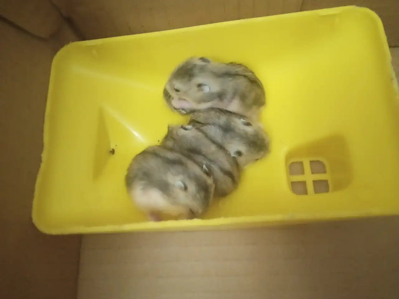 Джунгарские хомячки, фотография 3