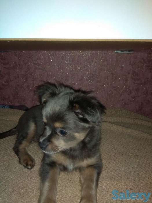 Чихуахуа, фотография 1