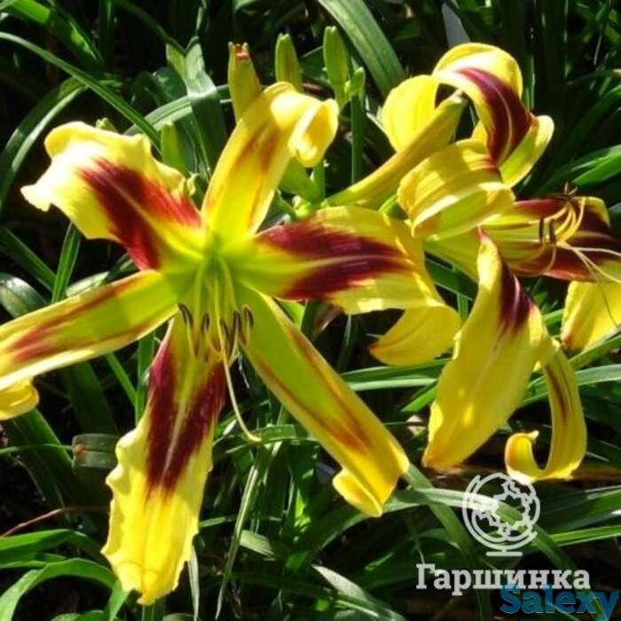 Лилейник-спайдер фри веллин, фотография 1