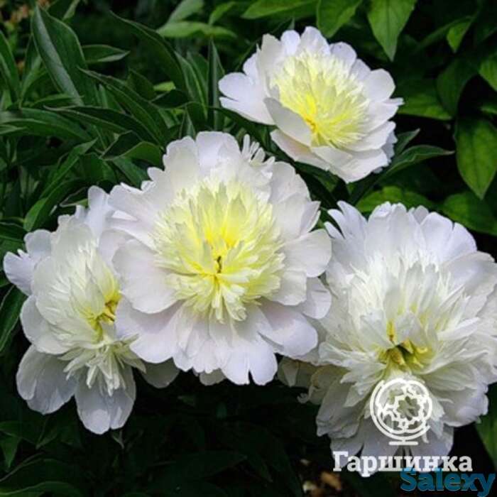 Пион прима вера, фотография 1