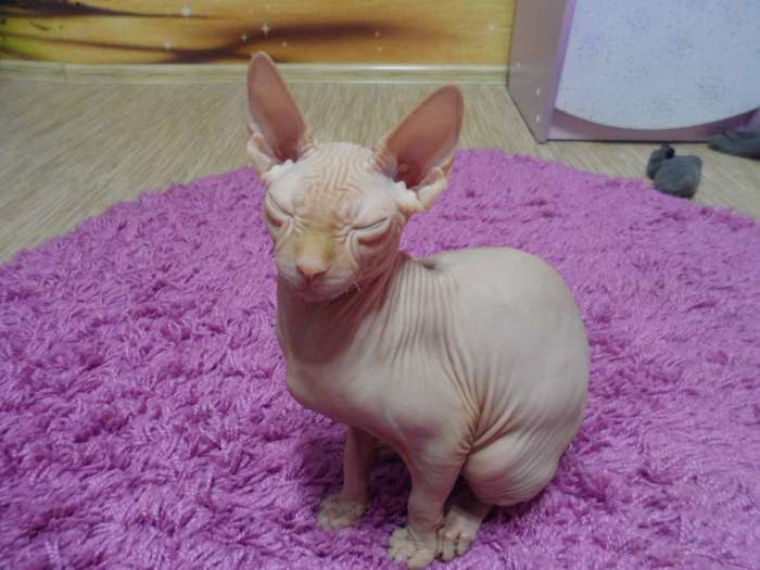 Продам котёнка канадского сфинкса, фотография 3