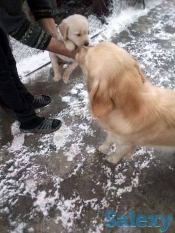 Девочка от золотистого ретривера, фотография 1