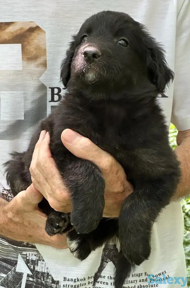 Английский спрингер-спаниель ---ЩЕНКИ!!, фотография 2