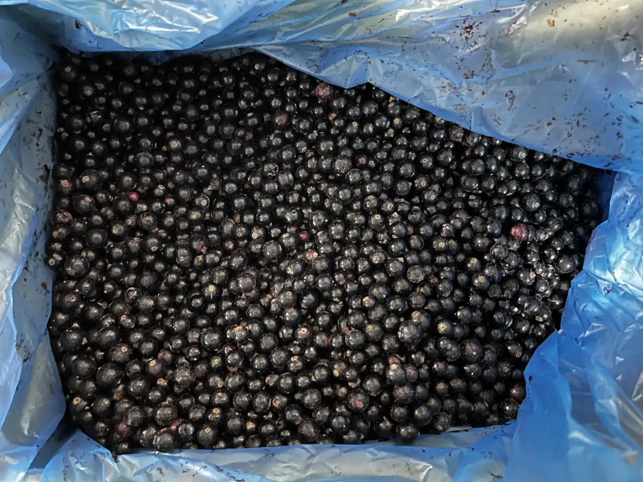 Замороженные ягоды и смеси розницуоптом, фотография 11