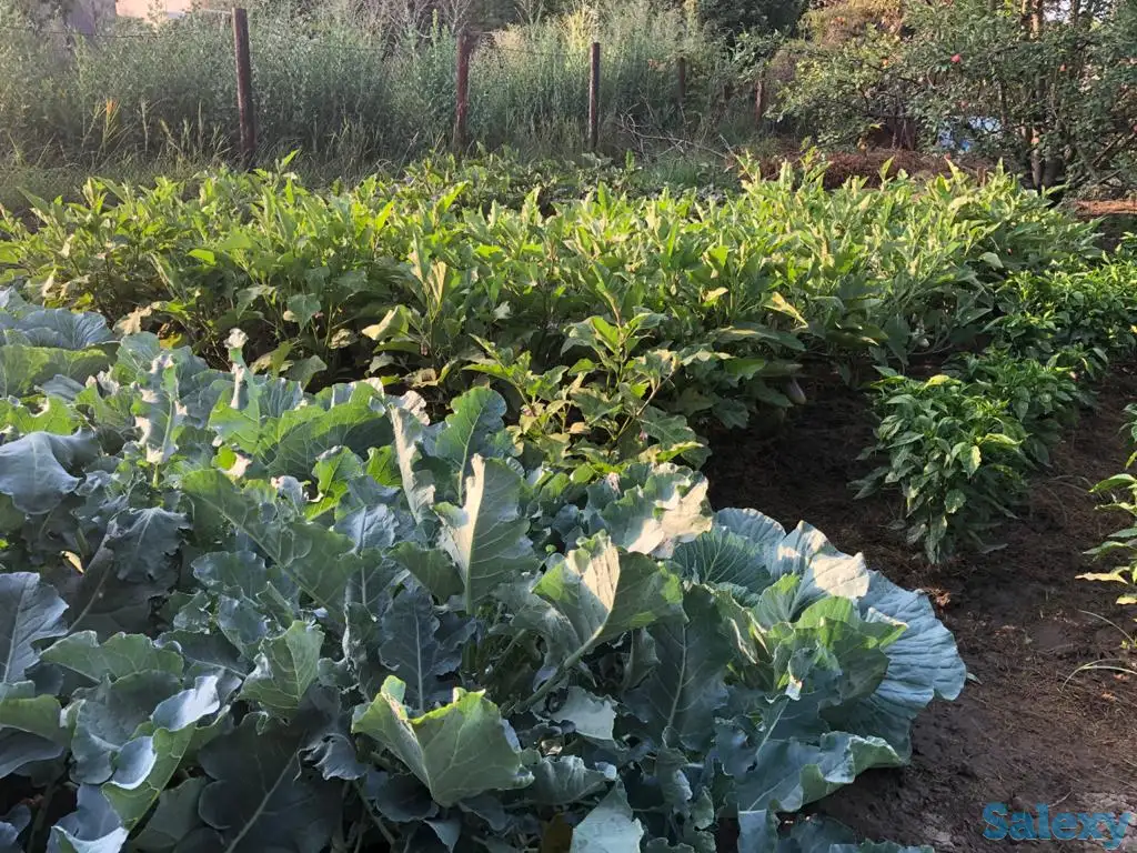 Продам дачу на Первомайских прудах (Ардагер-Ветеран), фотография 9