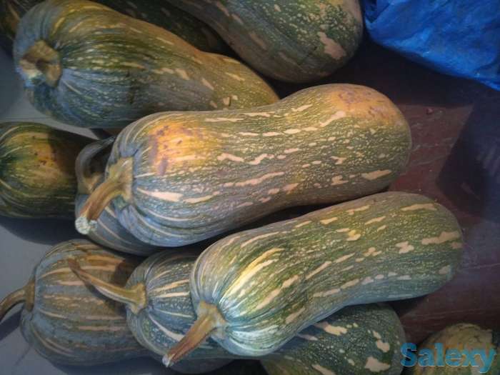 Продам тыкву, фотография 1