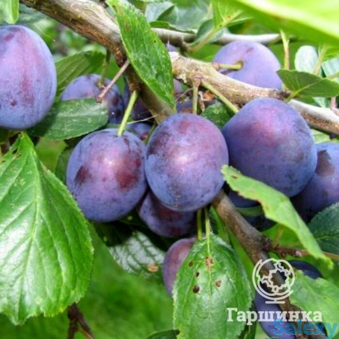 Слива волжская красавица, фотография 1