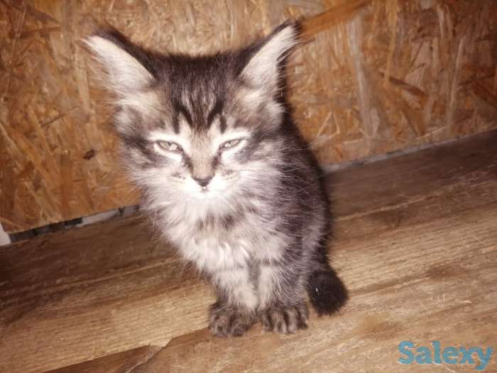 Отдам котят в хорошие руки, фотография 5