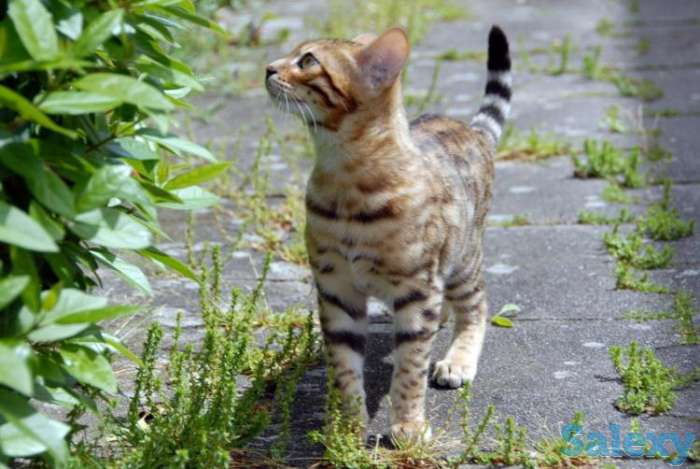 Котята бенгальские, фотография 2